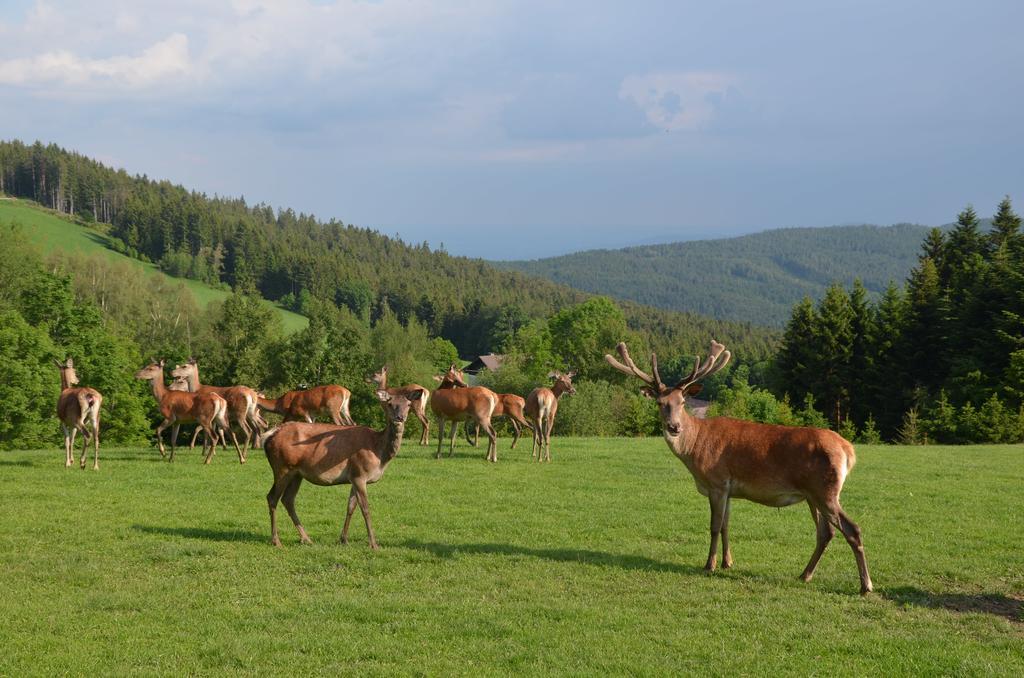 Wildwiesenhof Miesenbach  Екстер'єр фото